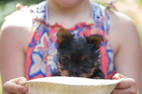 one-month-old Australian Silky Terrier Puppy and his little human ©Erika's Way