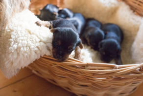 ten-days-old Australian Sily Terriers Puppies in a laundry Basket ©Erika's Way
