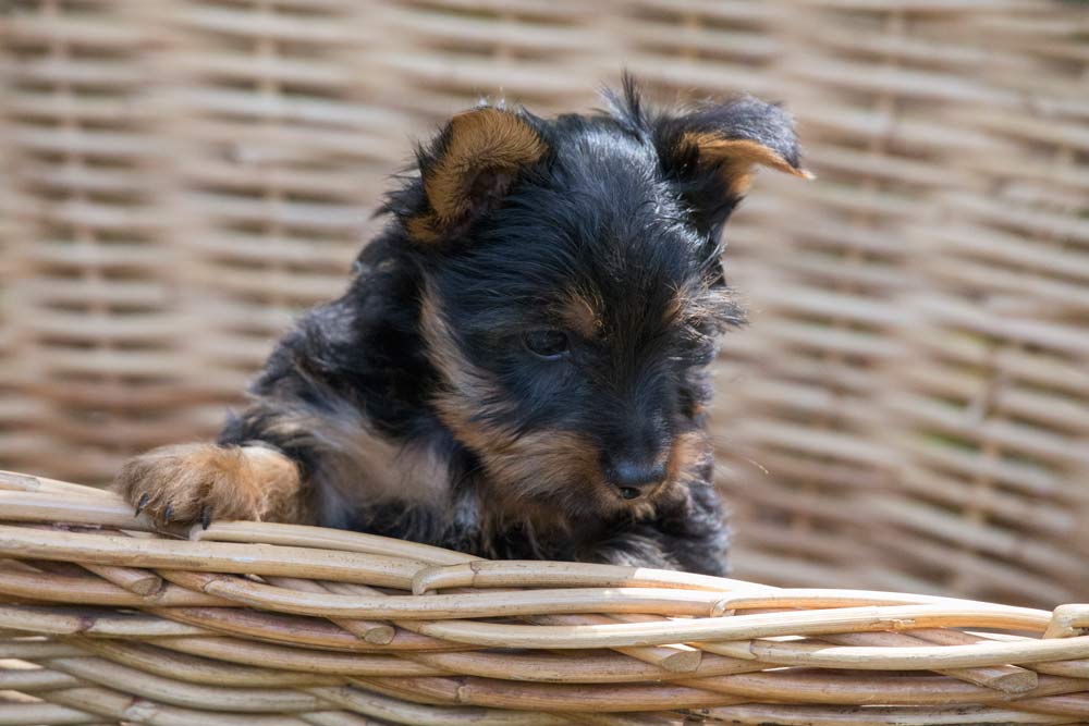 Australian silky Terrier puppy exploring the outside world © Erika's Way Photography