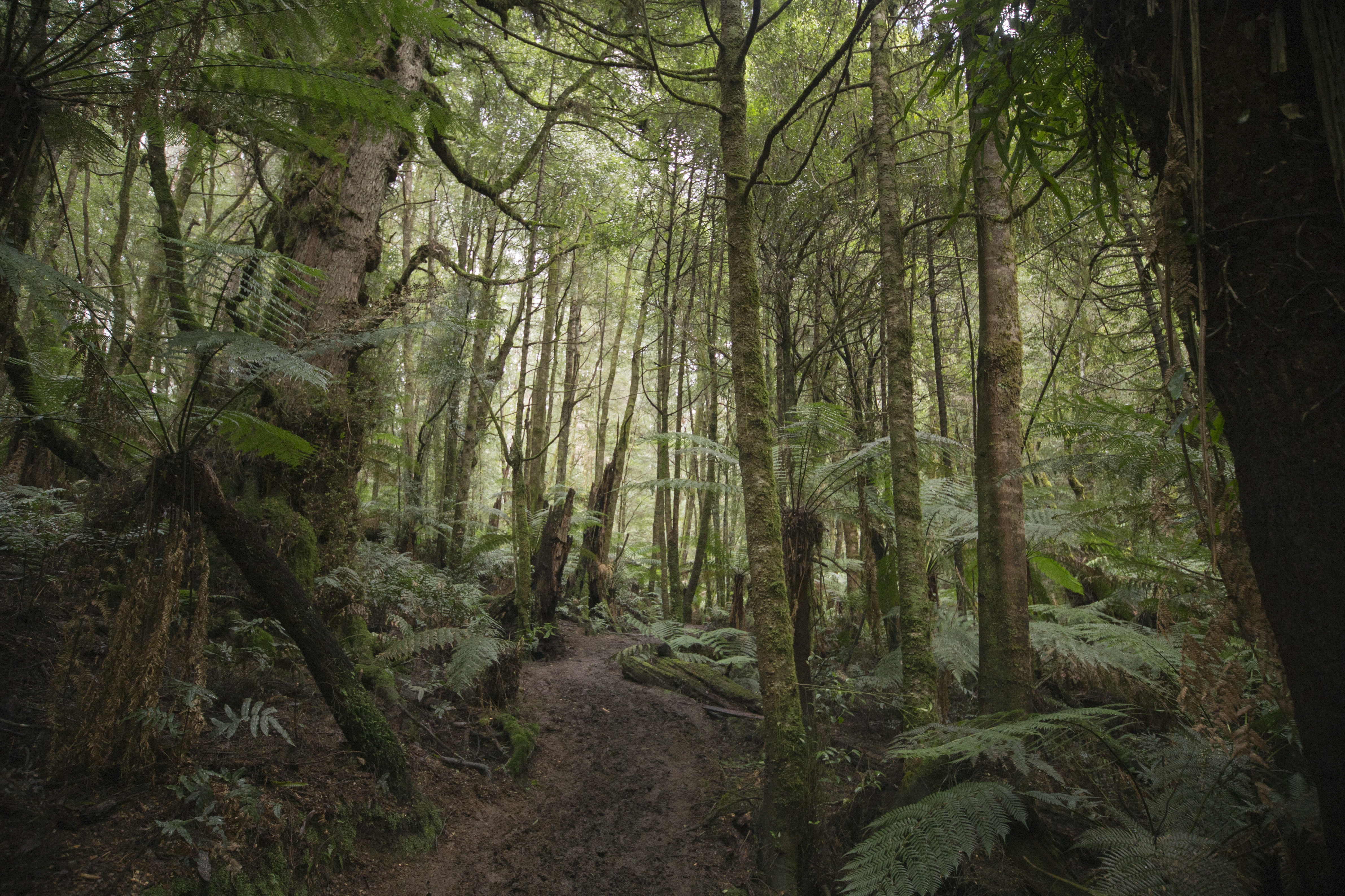 A walk in the pluvial forest of the Yarra Ranges National Park