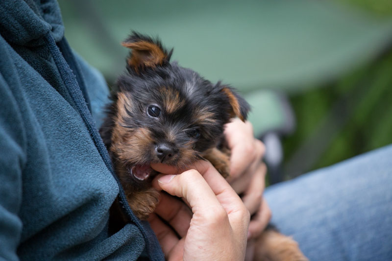 Silky Terrier puppy playing with a big hand